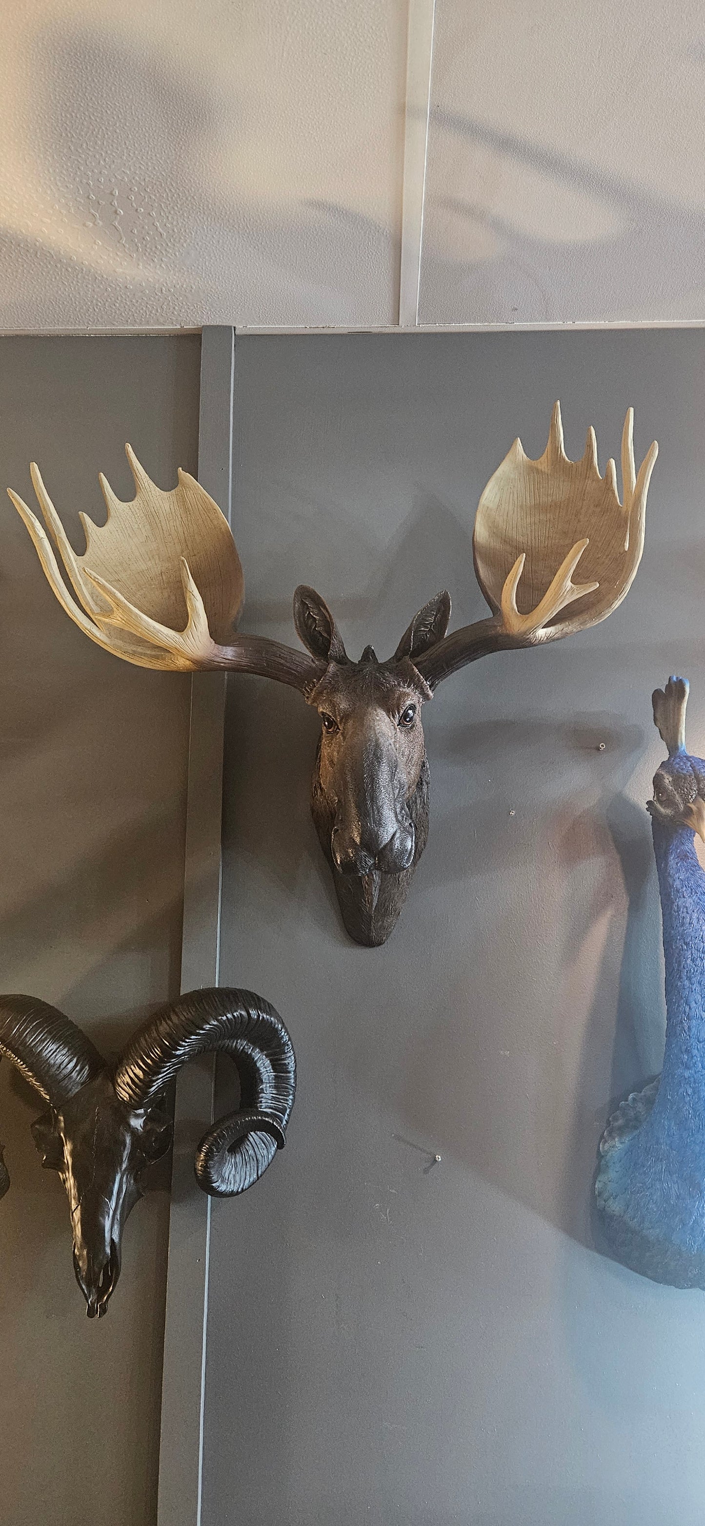 Moose Head