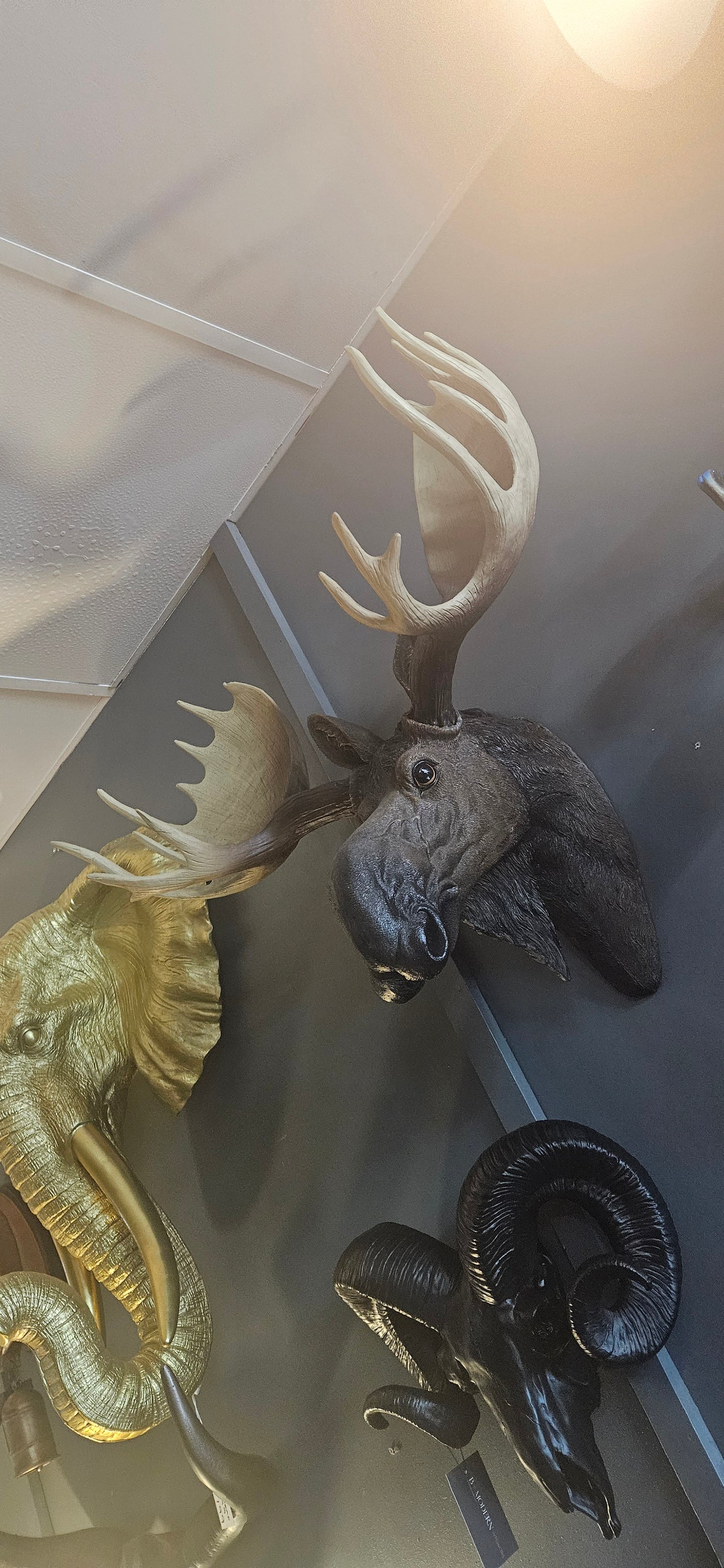 Moose Head