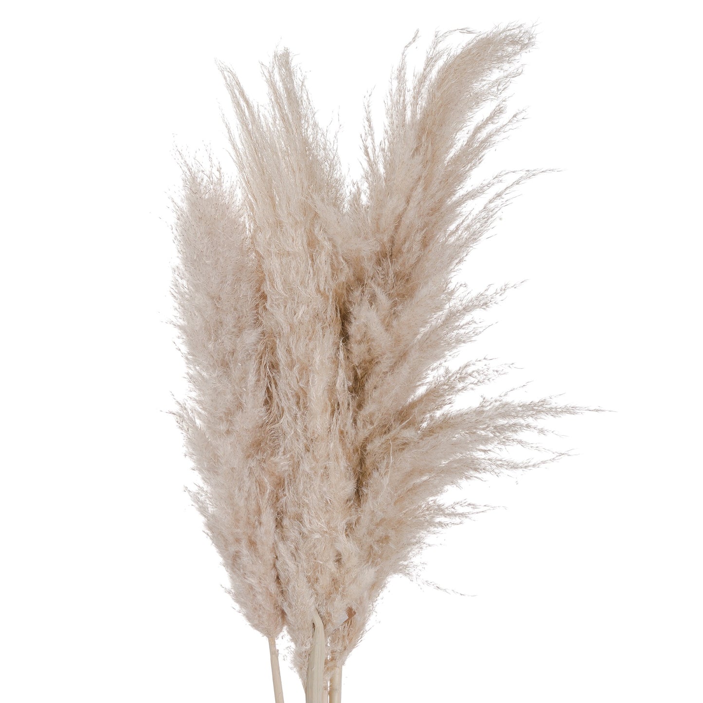 Cream Pampas Grass Stem