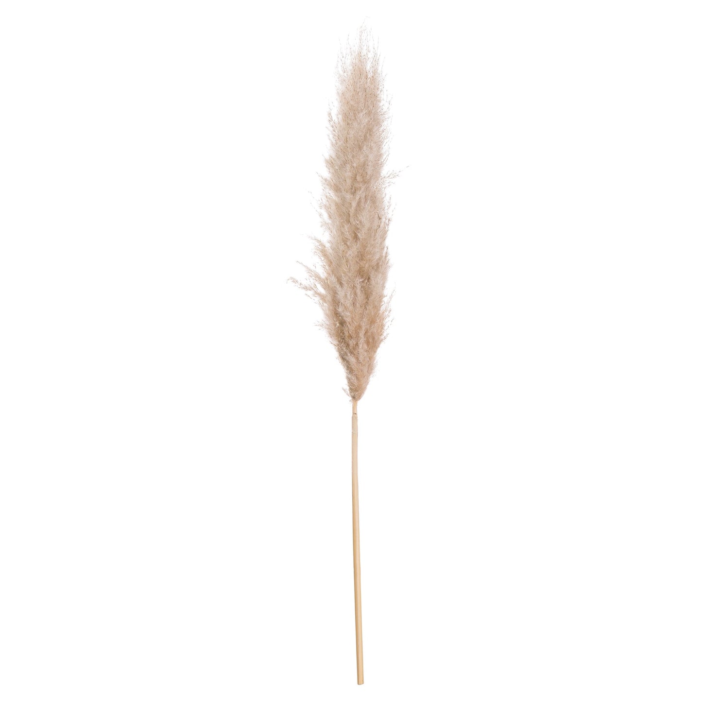 Butter Pampas Grass Stem
