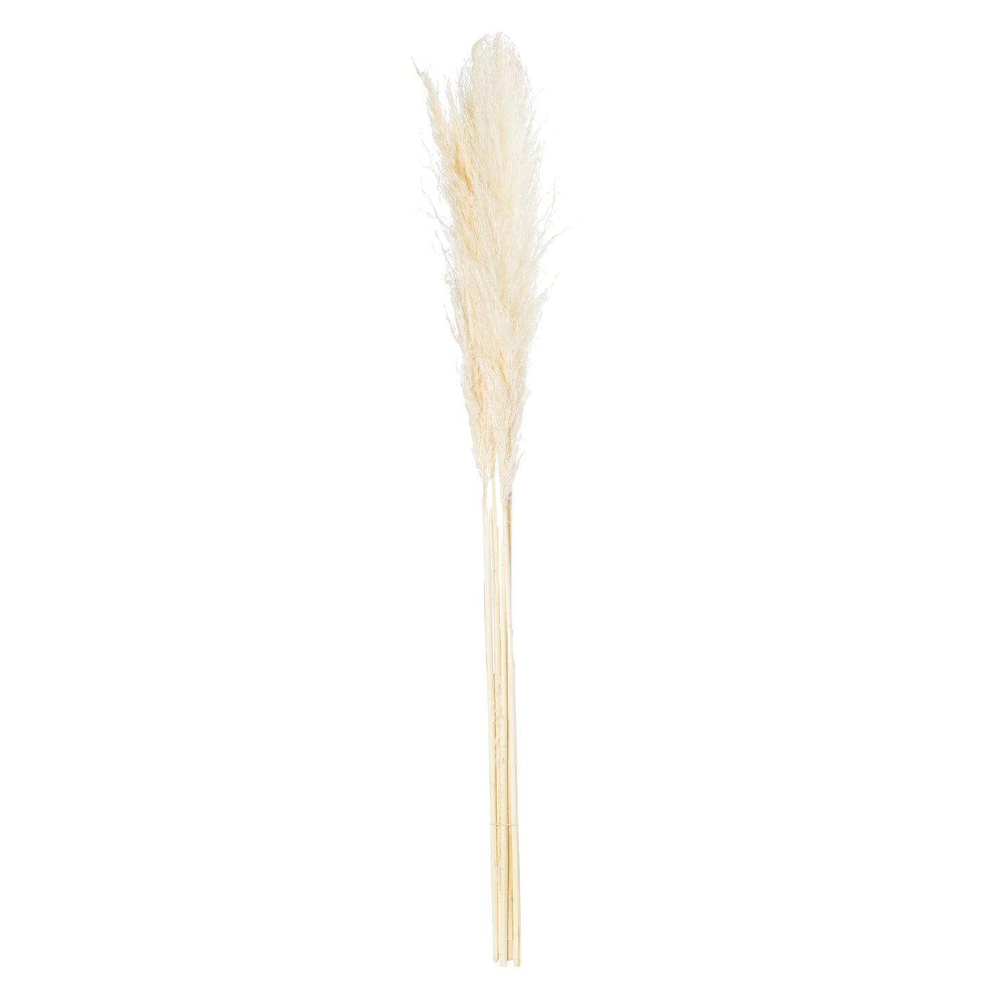 Cream 120cm Pampas Grass Stem