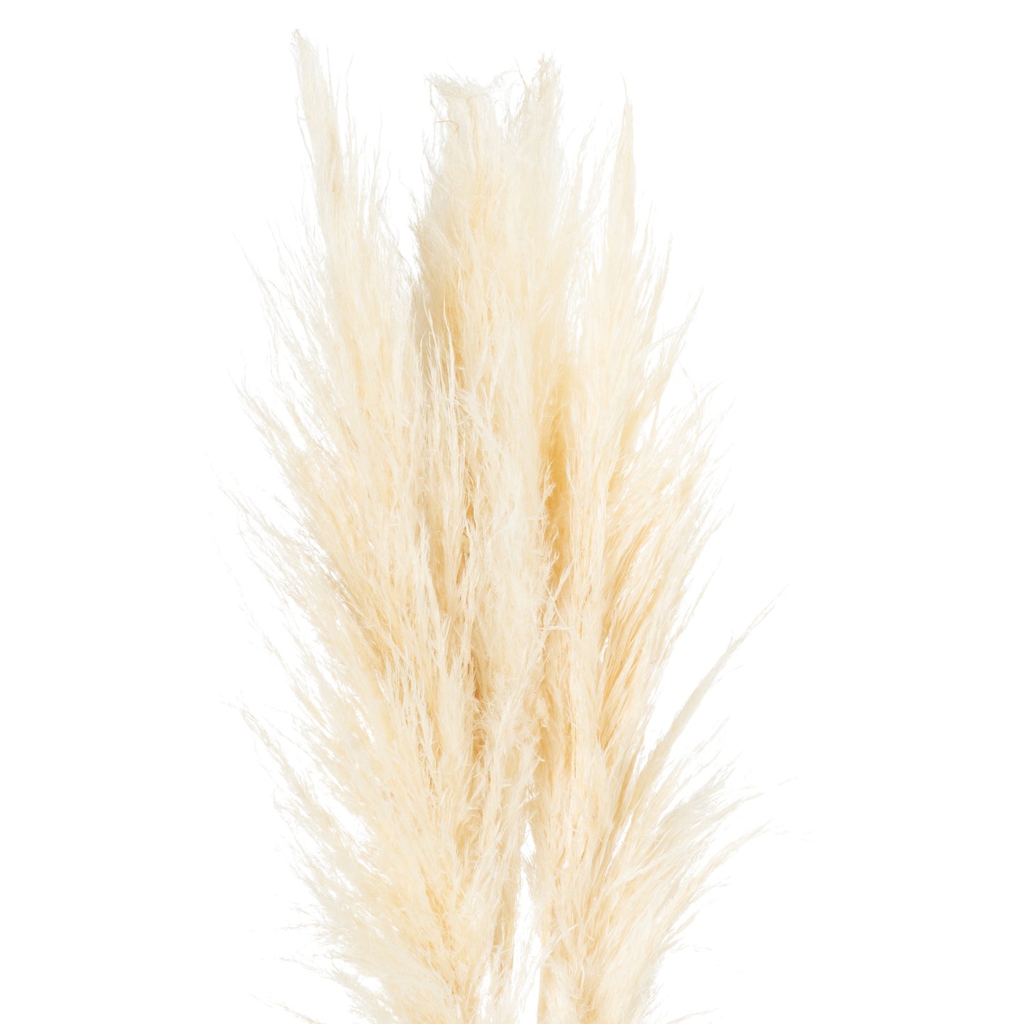 Cream 120cm Pampas Grass Stem