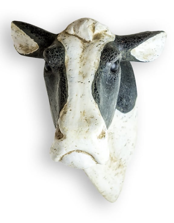 XL Cow Wall Head