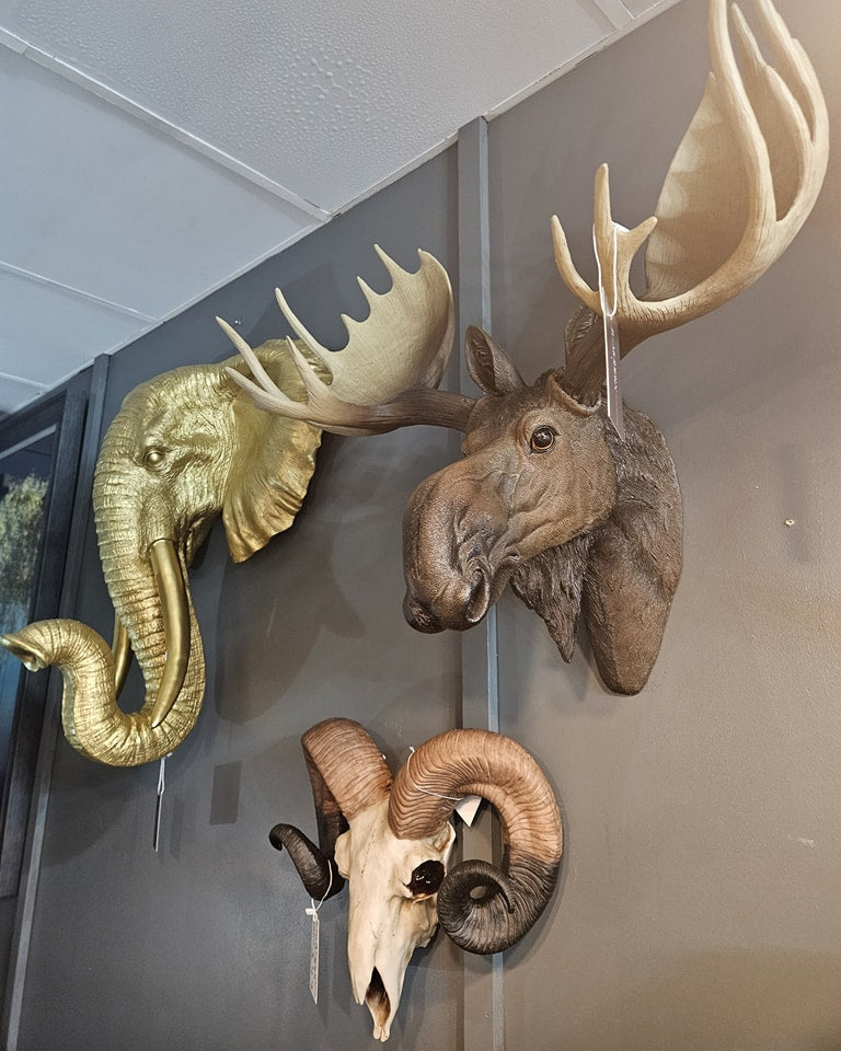 Natural Ram Skull Head