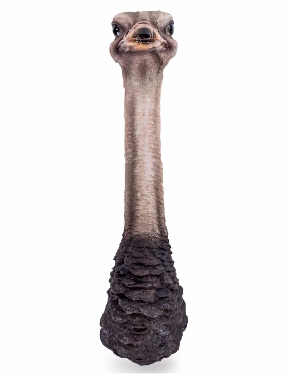Ostrich Head