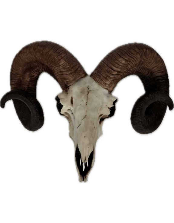 Natural Ram Skull Head