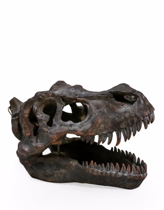 T-Rex Skull Head