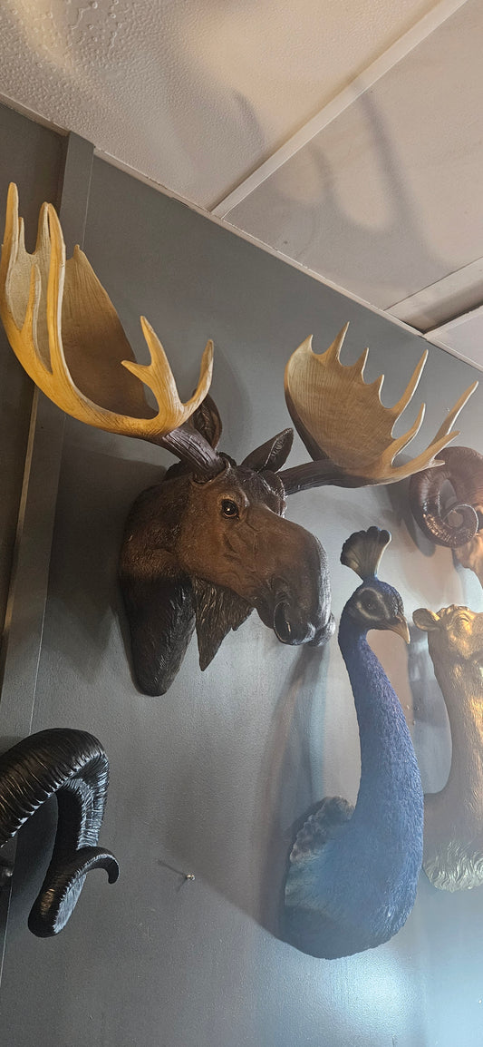 Moose Head