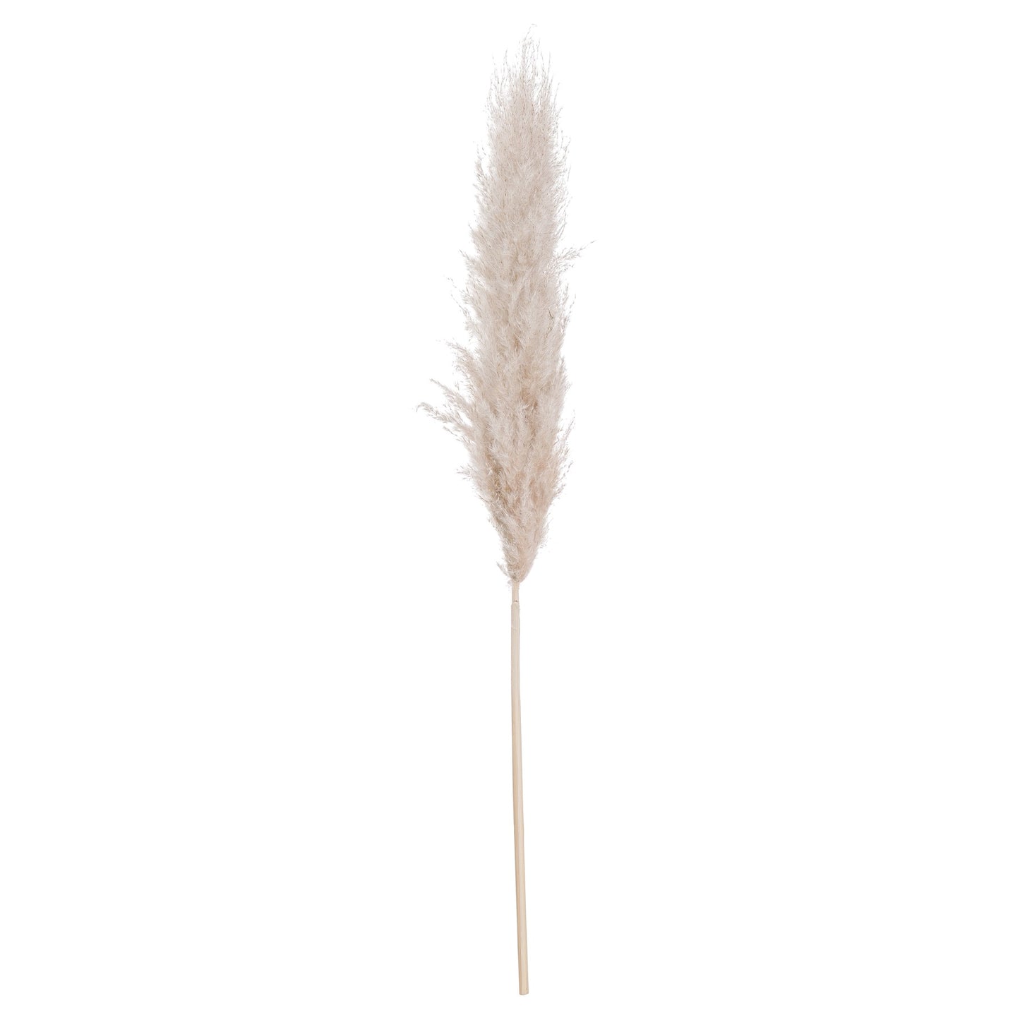 Cream Pampas Grass Stem