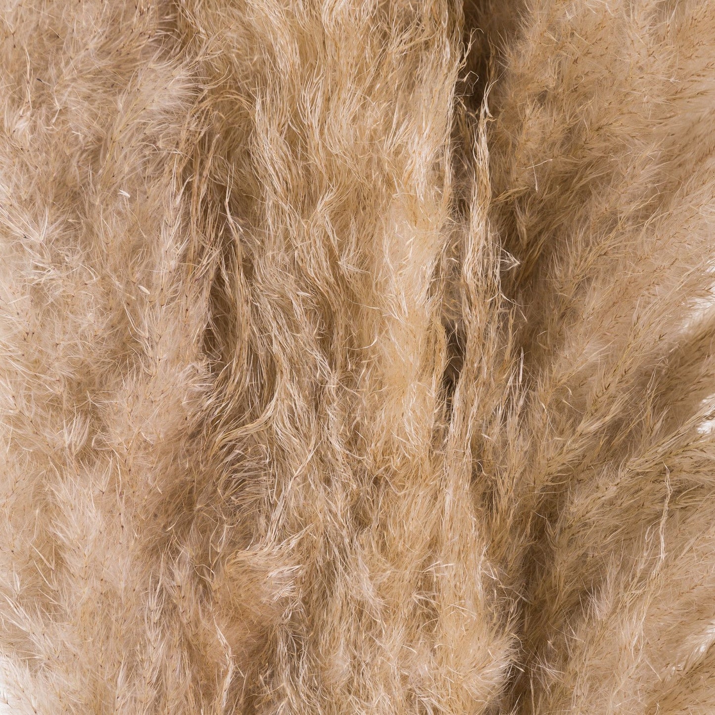 Butter Pampas Grass Stem