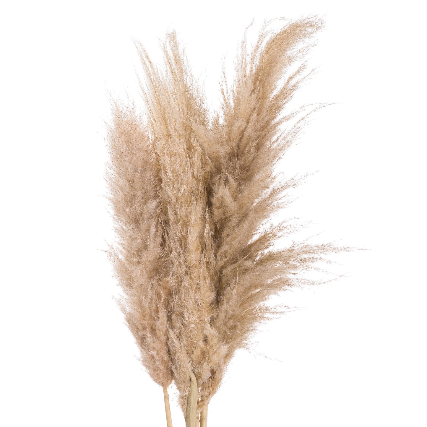 Butter Pampas Grass Stem