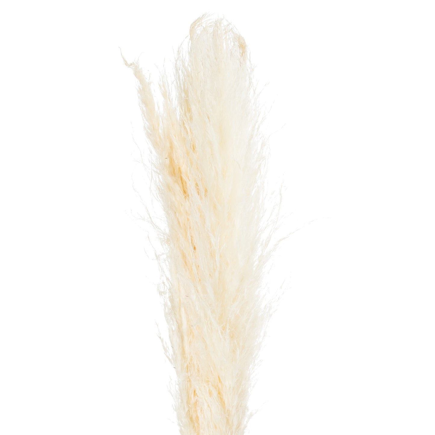 Cream 120cm Pampas Grass Stem