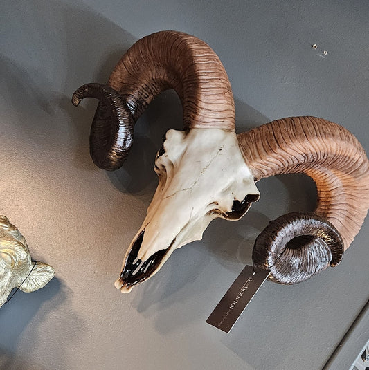 Natural Ram Skull Head