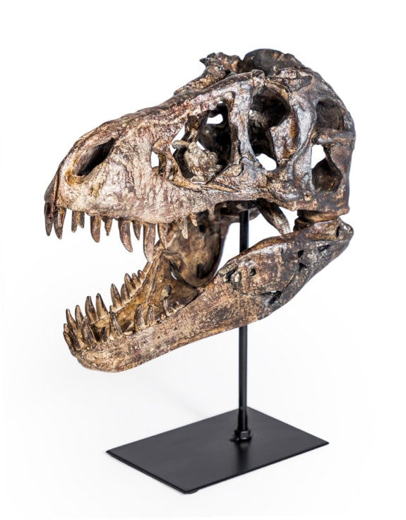 T-Rex Head on Stand