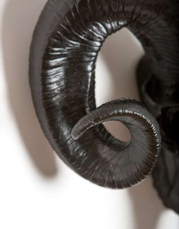 Matt Black Ram Skull Head