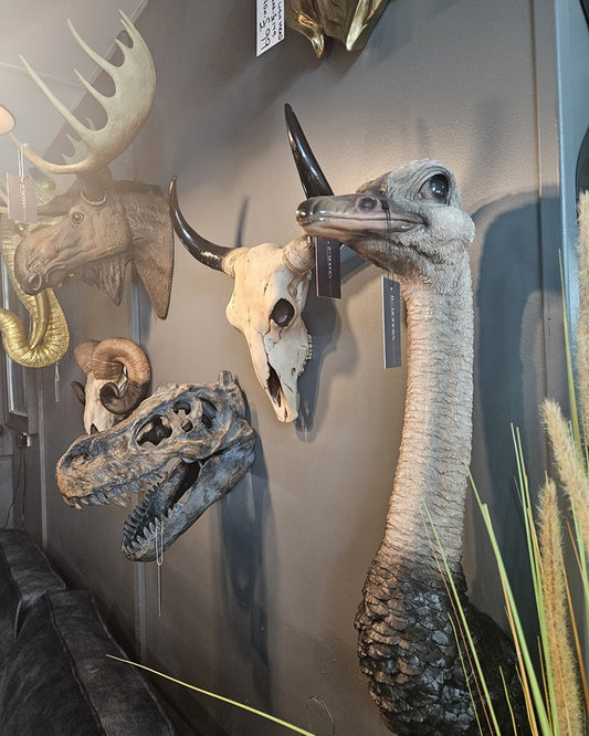 Ostrich Head