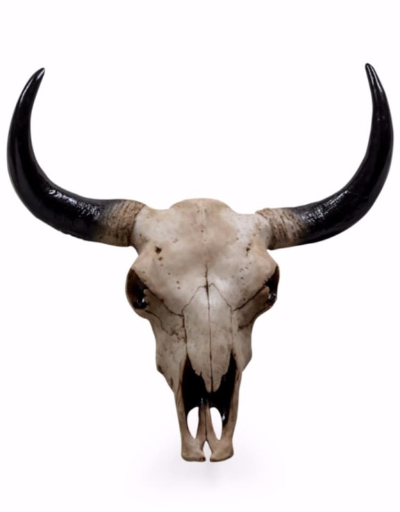 Bison Skull Head