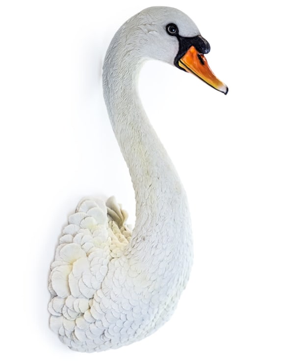 Swan Head