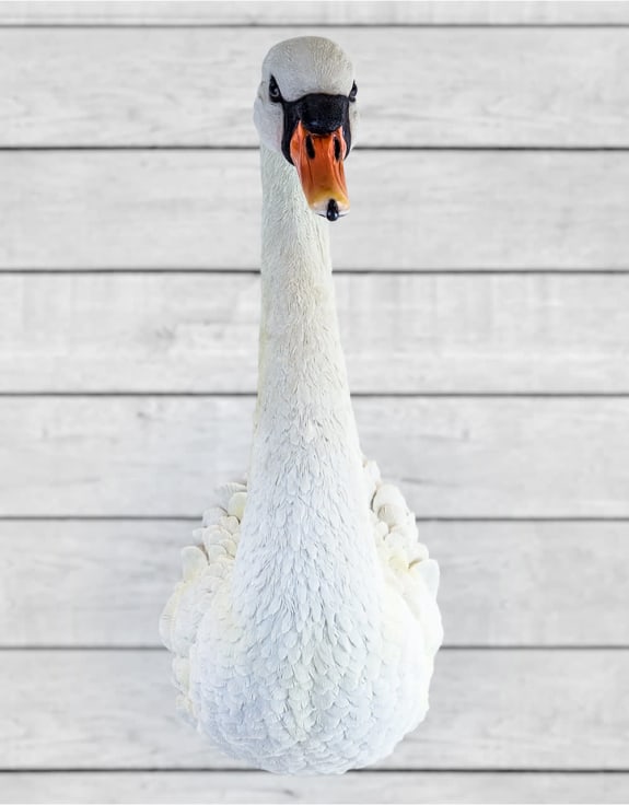 Swan Head