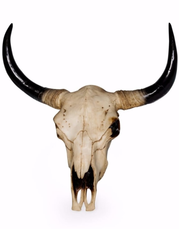 XL Bison Skull Head